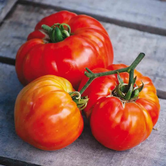 TOMATE SAINTE LUCIE AB 