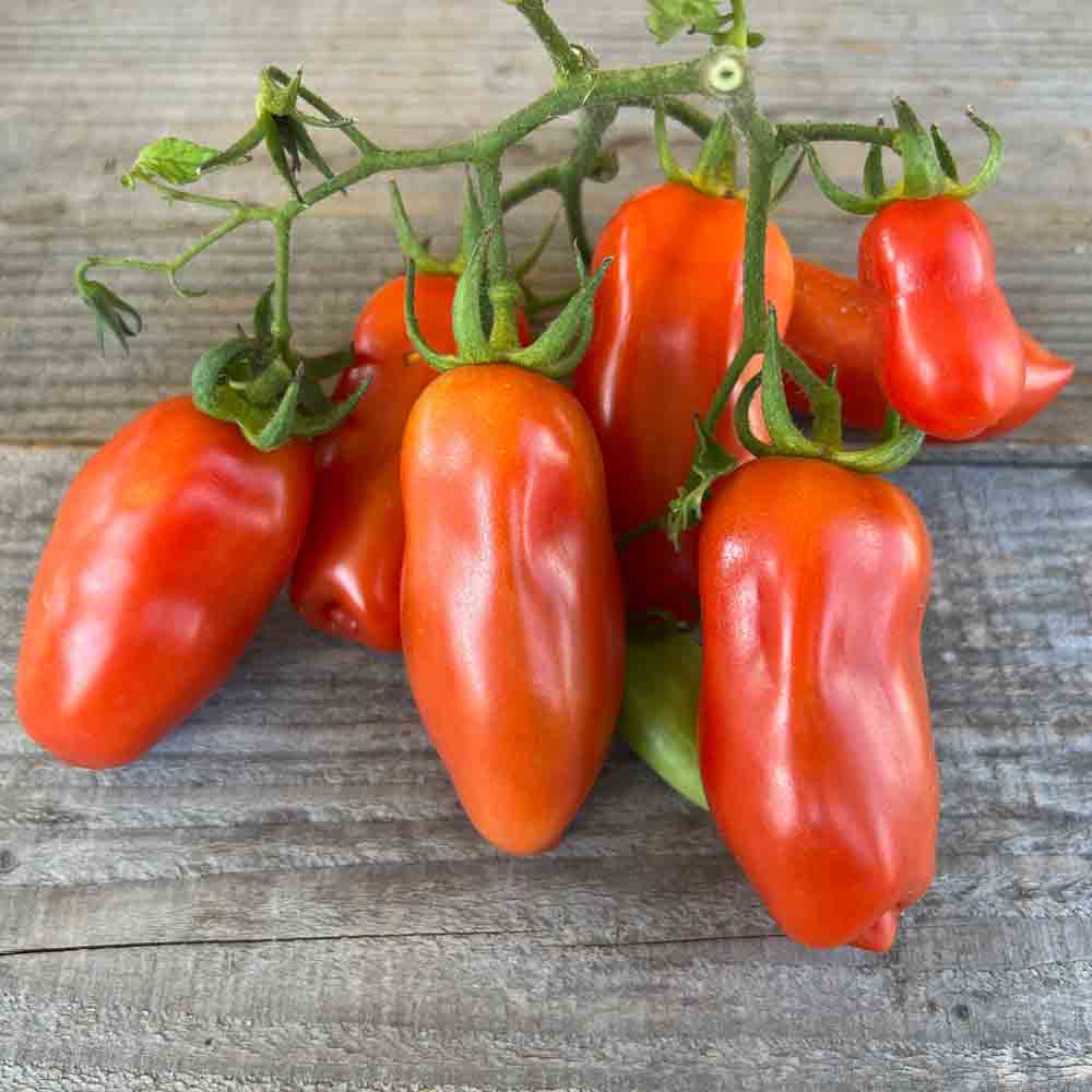 TOMATE SAN MARZANO 2 AB 