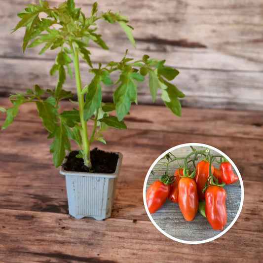 TOMATE SAN MARZANO AB - PLANT 
