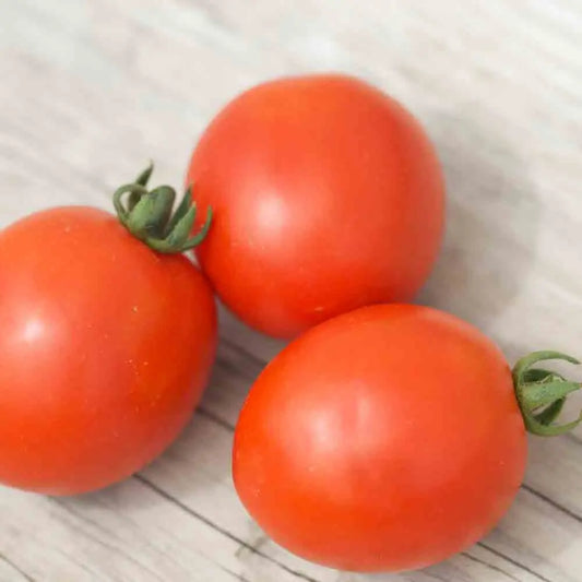 TOMATE SIBERIAN AB 