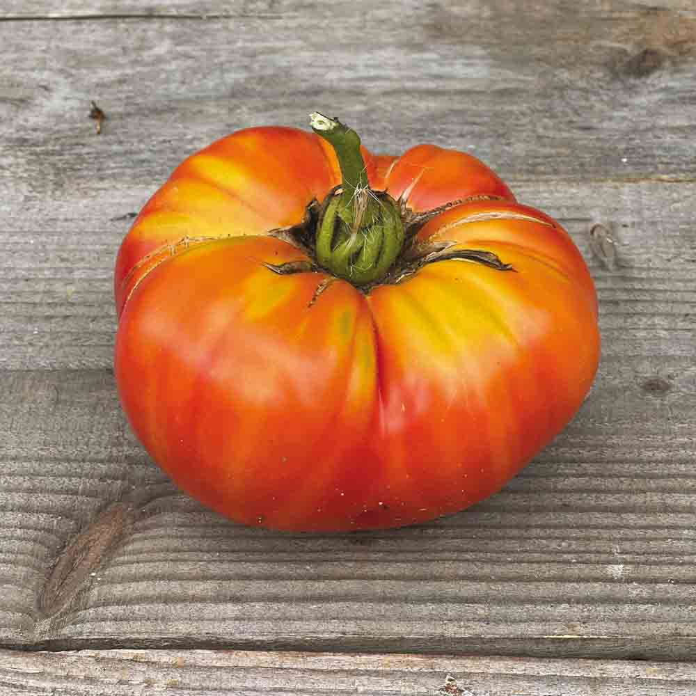 TOMATE STRIPED GERMAN AB 