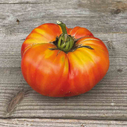 TOMATE STRIPED GERMAN AB 