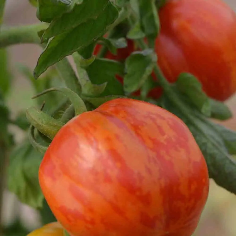 TOMATE STRIPED STUFFER AB 