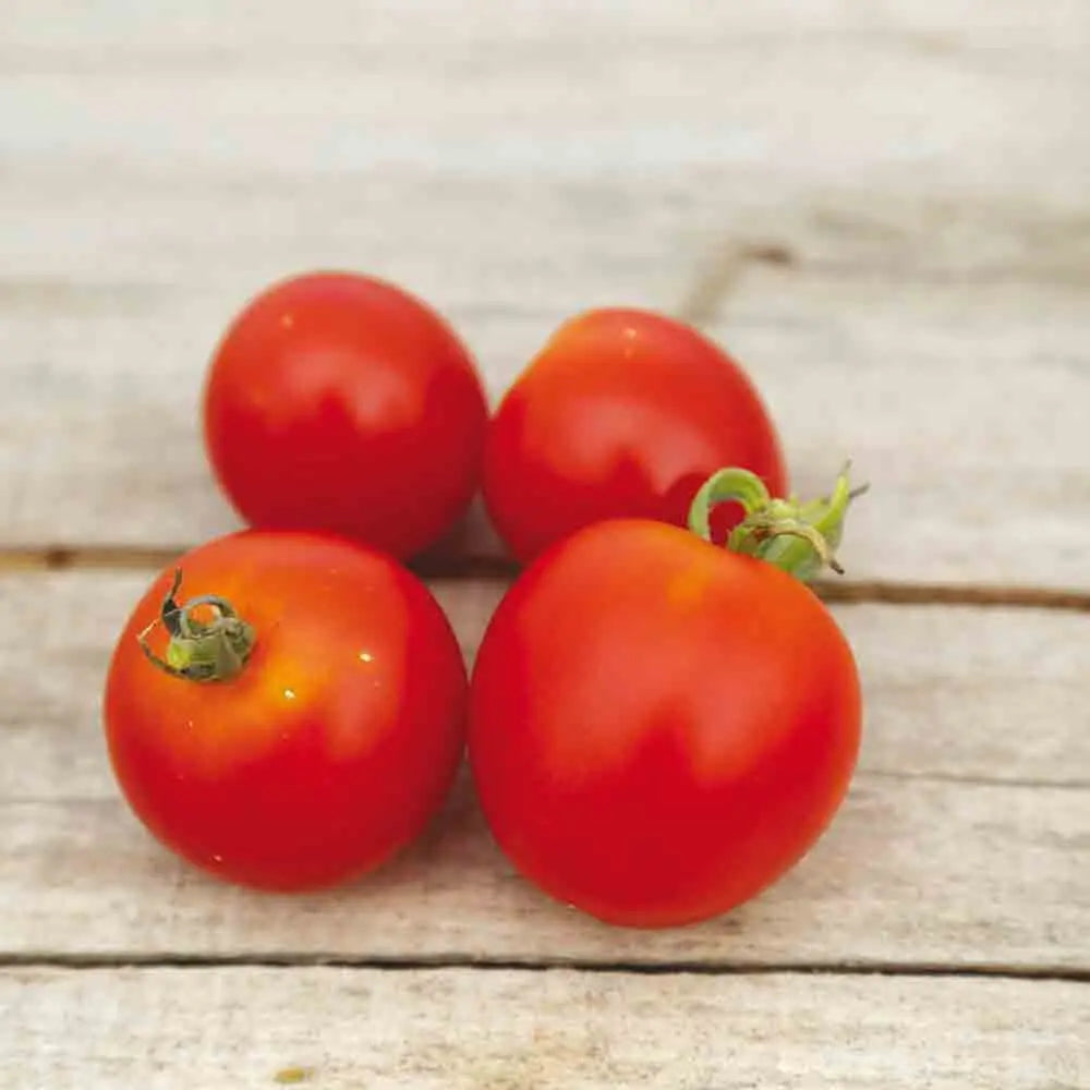 TOMATE STUPICE NT 