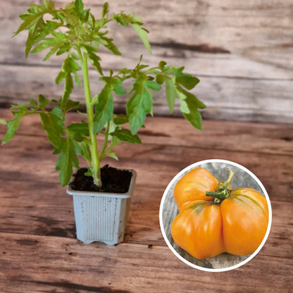TOMATE SUMMER CIDER PLANT AB 