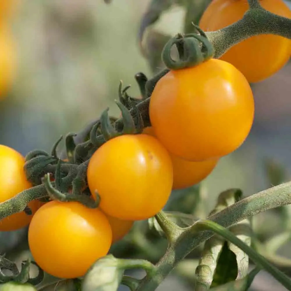 TOMATE TANGERINE AB 