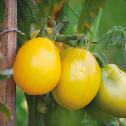 TOMATE TETON DE VENUS JAUNE AB 