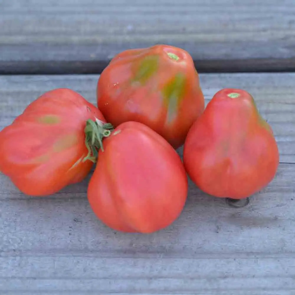 TOMATE TLACOLULA PINK AB 