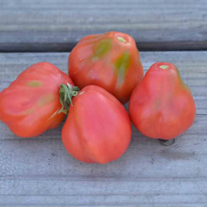 TOMATE TLACOLULA PINK AB 
