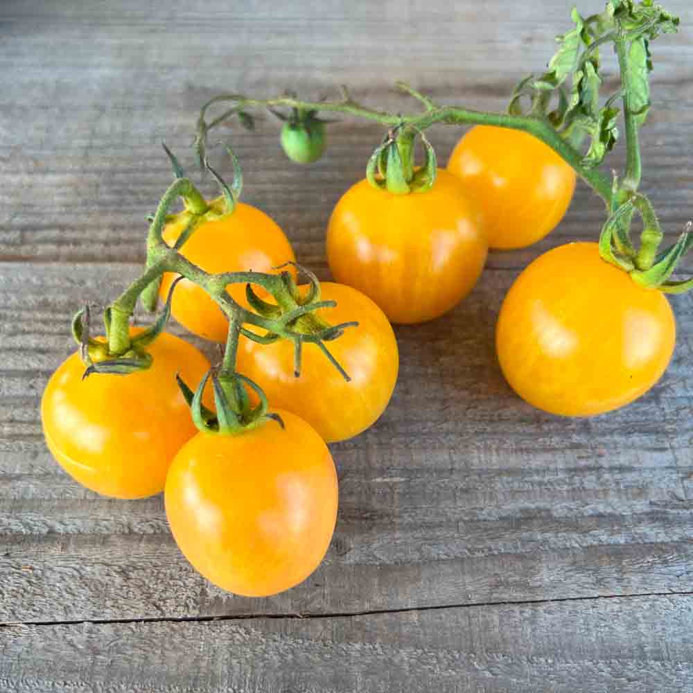 TOMATE TOPAZ AB 