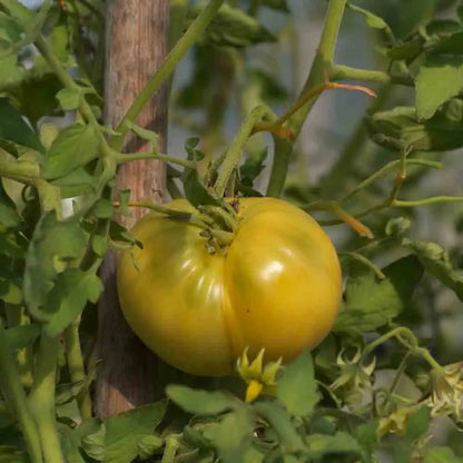 TOMATE WHITE WONDER AB 