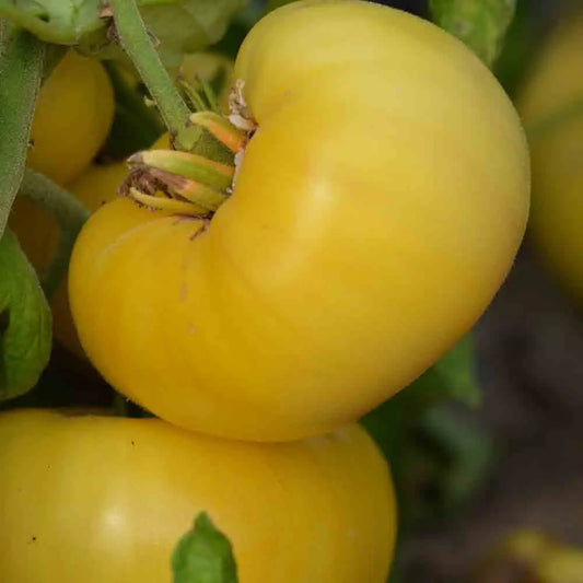 TOMATE YELLOW 1884 PINKHEART AB 