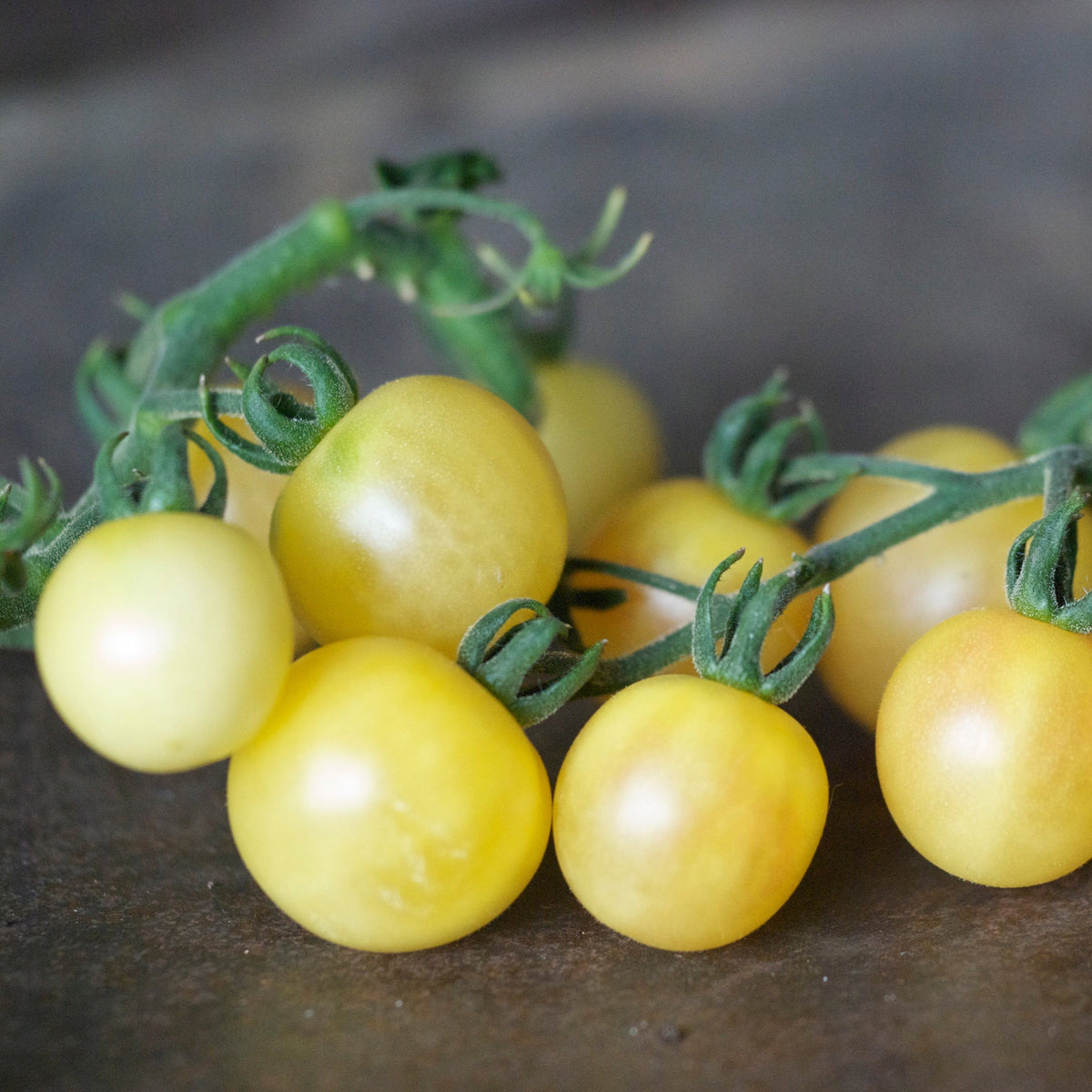 TOMATE MIRABELLE BLANCHE AB 