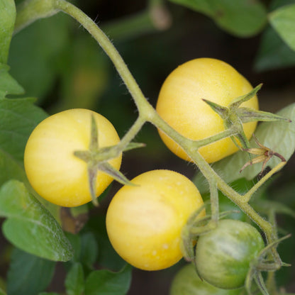 TOMATE MIRABELLE BLANCHE AB 