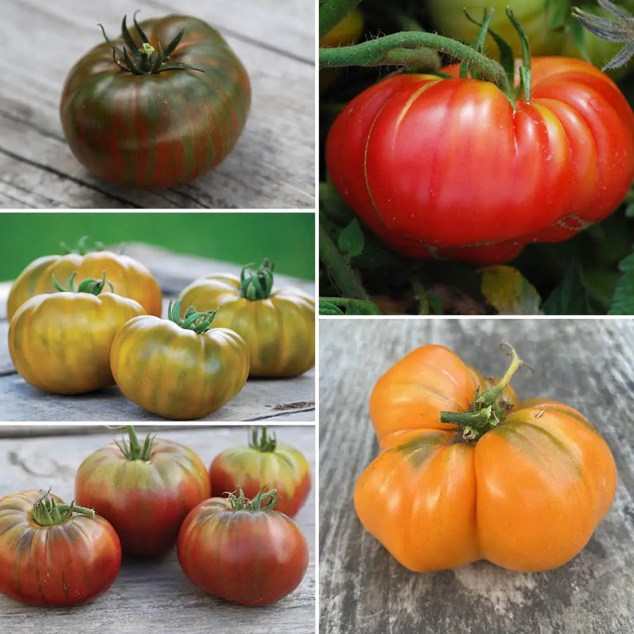 Große Tomatenmischung