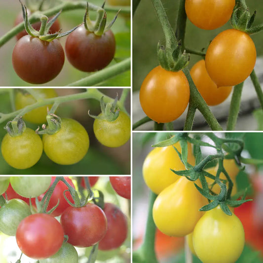 TOMATES CERISES EN MELANGE AB 