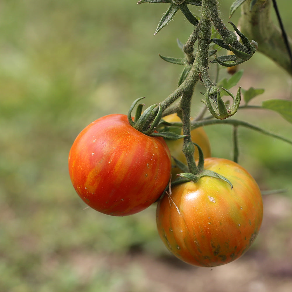 TOMATE TIGRELLA BICOLORE AB 