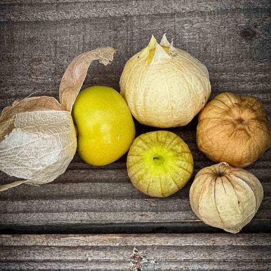 TOMATILLO DU MEXIQUE AB 