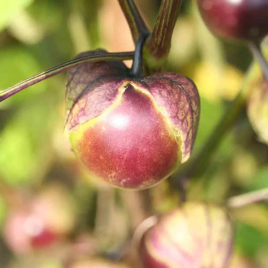 TOMATILLO VIOLET AB 