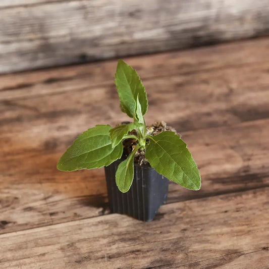 TOPINAMBOUR FUSEAU AB - PLANT 