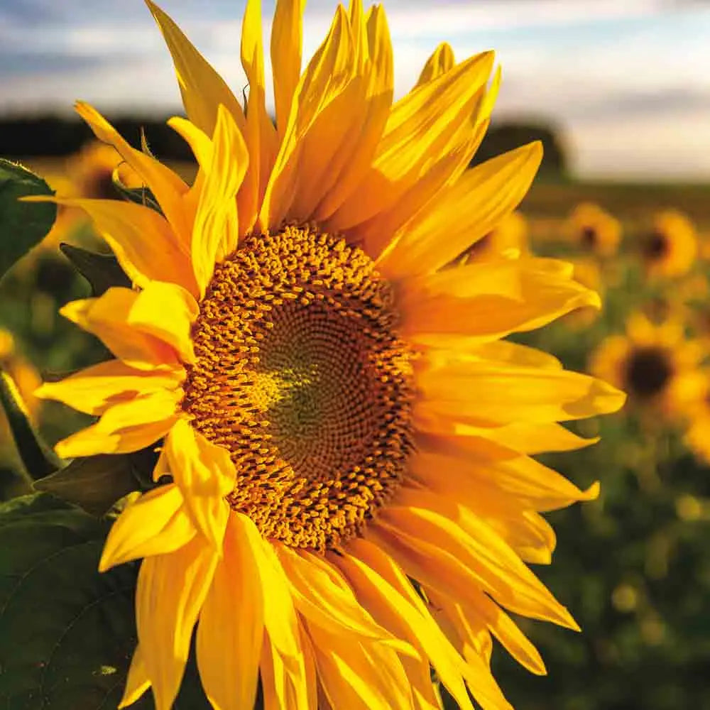 TOURNESOL AB - 50 g 