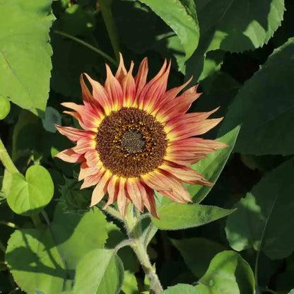 TOURNESOL AUTUMN BEAUTY AB 