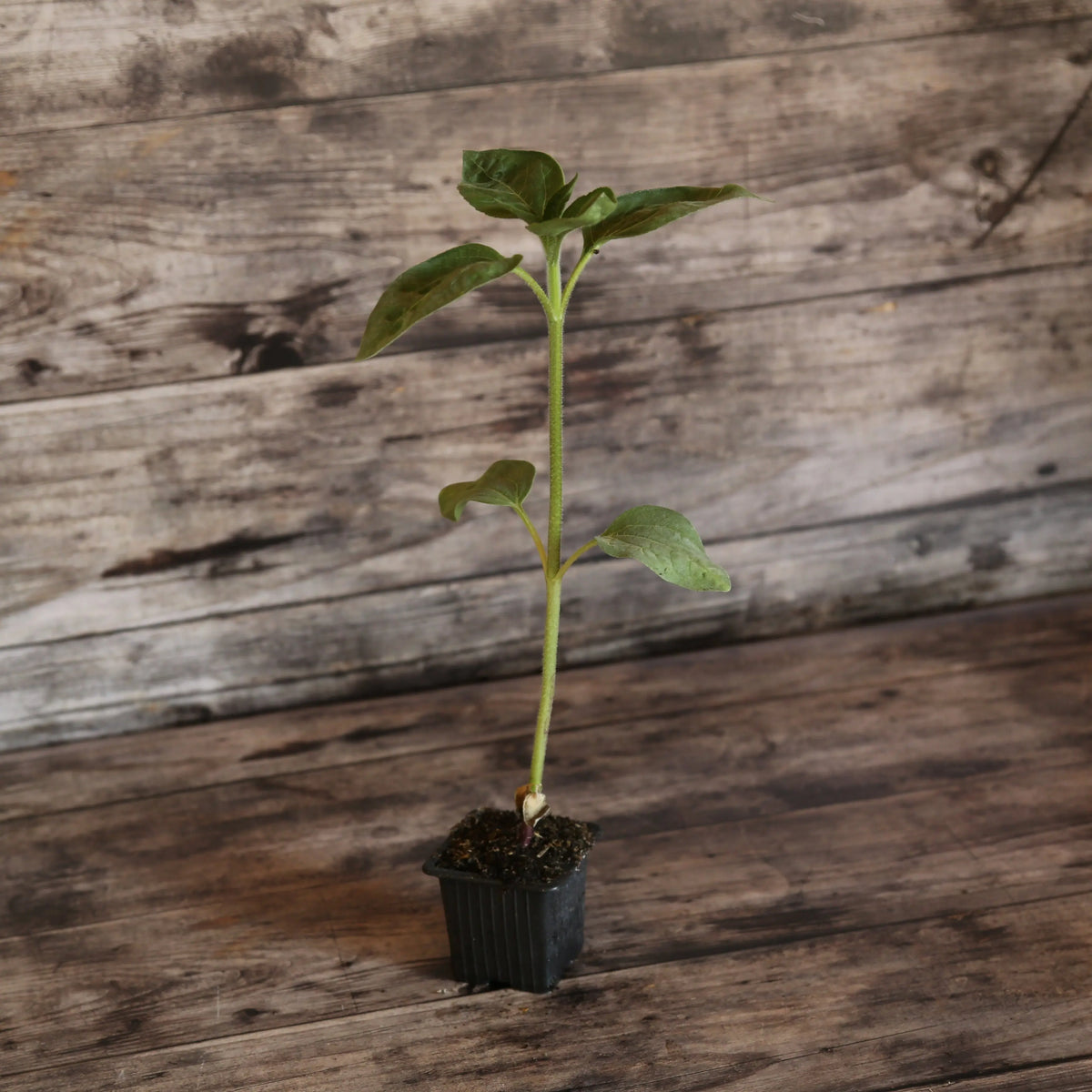 TOURNESOL AUTUMN BEAUTY   AB - PLANT 