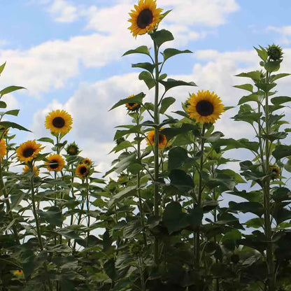 TOURNESOL GEANT AB 