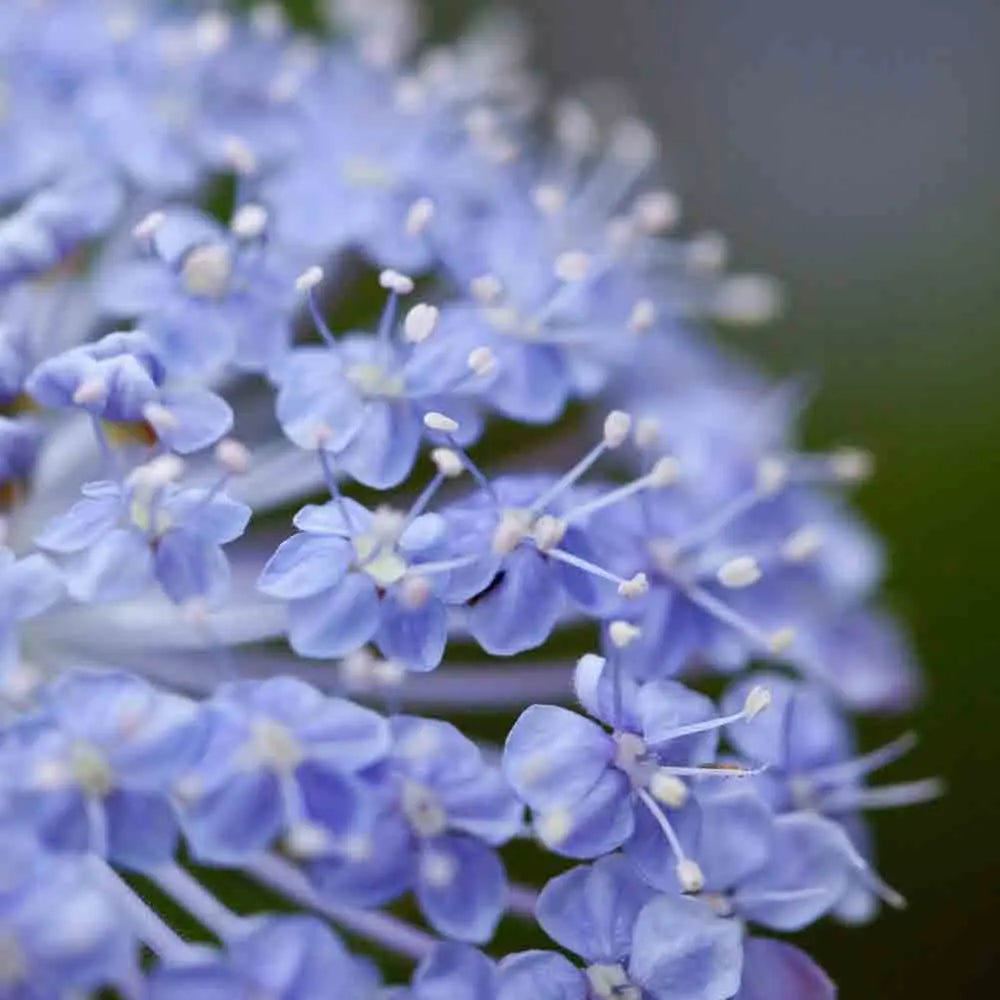 TRACHYMENE LACYBLUE AB 