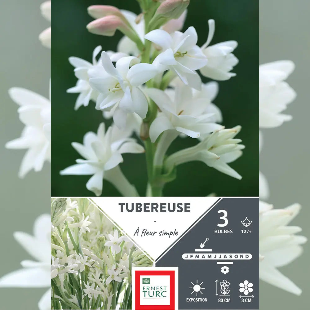 TUBEREUSE SIMPLE BLANC 