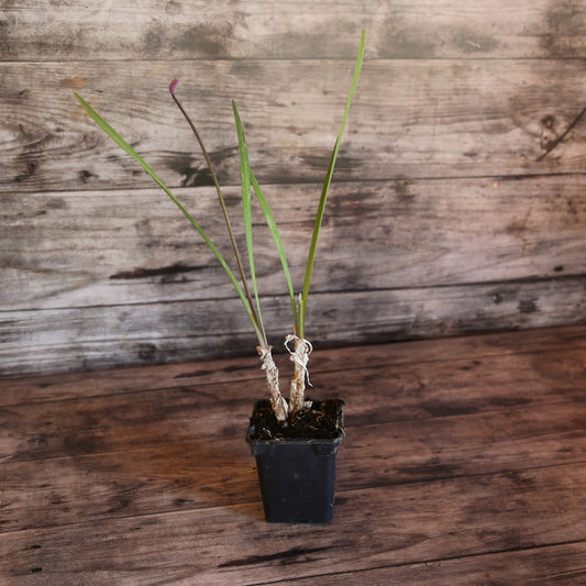 TULBAGHIA AB - PLANT 