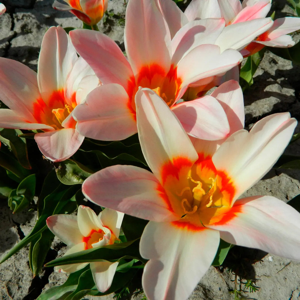 TULIPE ANCILLA AB 