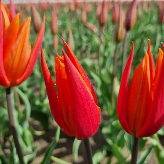 TULIPE BALLERINA AB 
