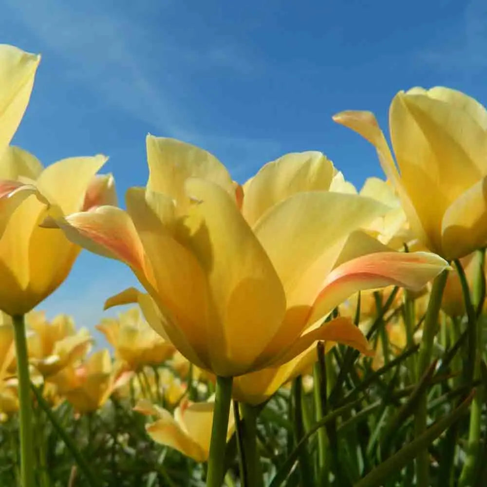 TULIPE  BATALINII 'BRONZE CHARM' AB 