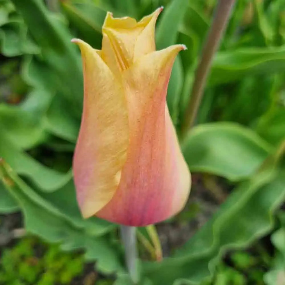 TULIPE BLUSHING LADY 