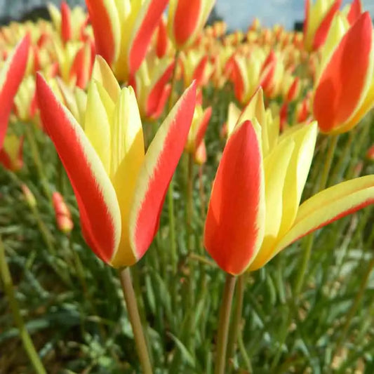 TULIPE  CLUSIANA 'TINKA'  AB 