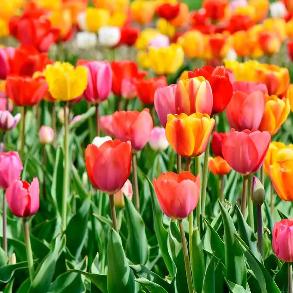 TULIPE DARWIN HYBRID EN MÉLANGE BIO 