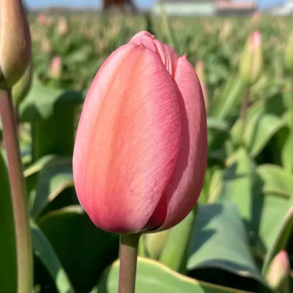 TULIPE DESIGN IMPRESSION AB 