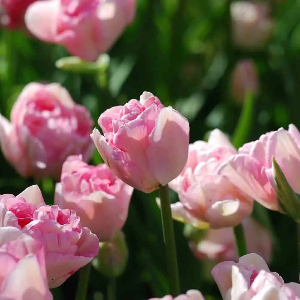 TULIPE DOUBLE TARDIVE ANGÉLIQUE 