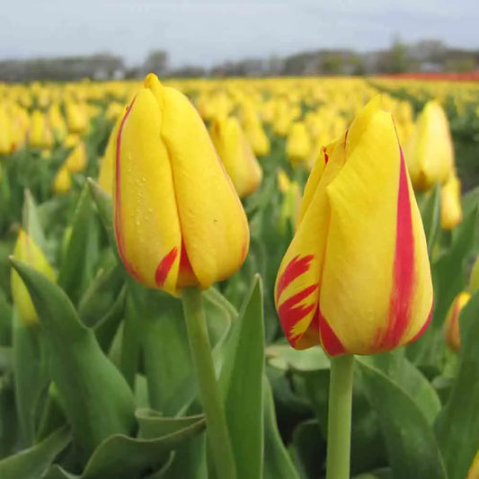 TULIPE FREEDOM FLAME 