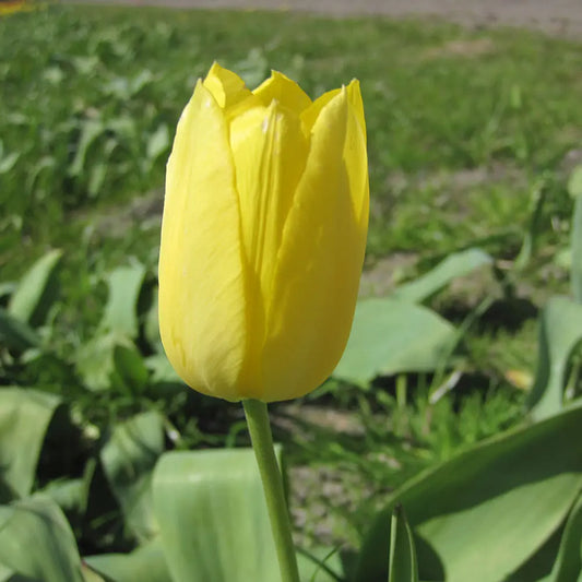 TULIPE MUSCADET AB 