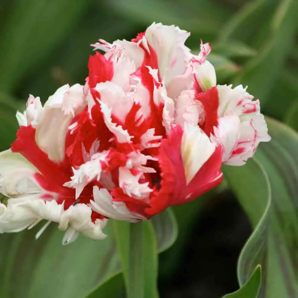 TULIPE PERROQUET ESTELLA RIJNVELD 