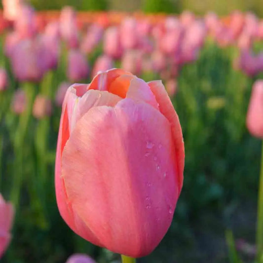 TULIPE PINK IMPRESSION AB 