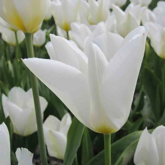 TULIPE PURISSIMA AB 
