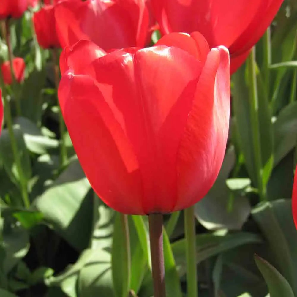 TULIPE RED IMPRESSION AB 