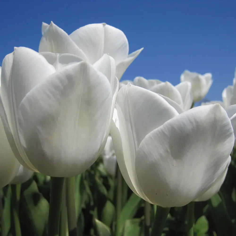 TULIPE ROYAL VIRGIN AB 