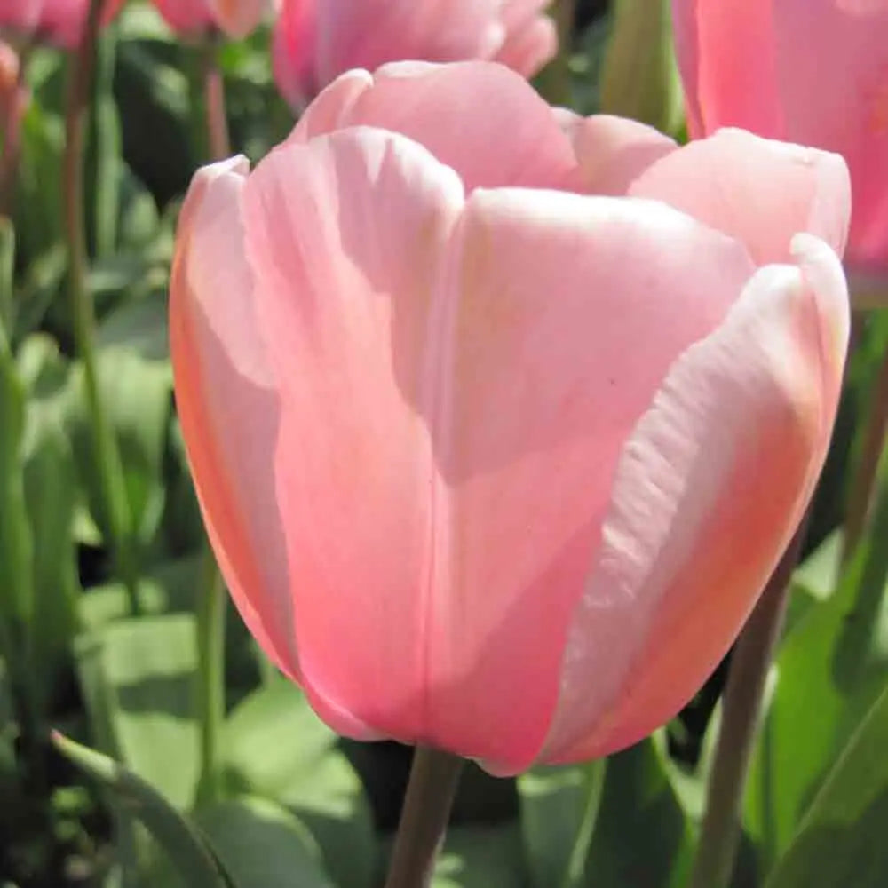 TULIPE SALMON IMPRESSION AB 