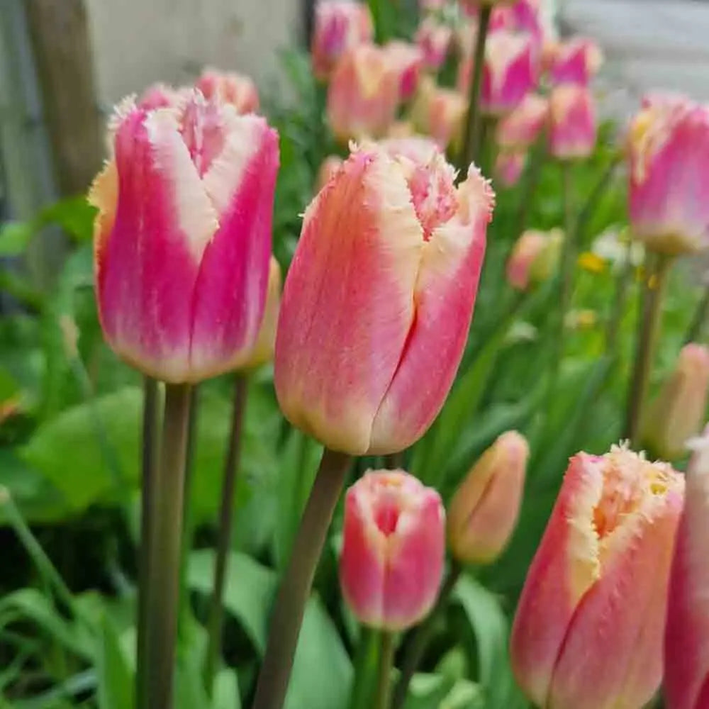 TULIPE SIESTA AB 