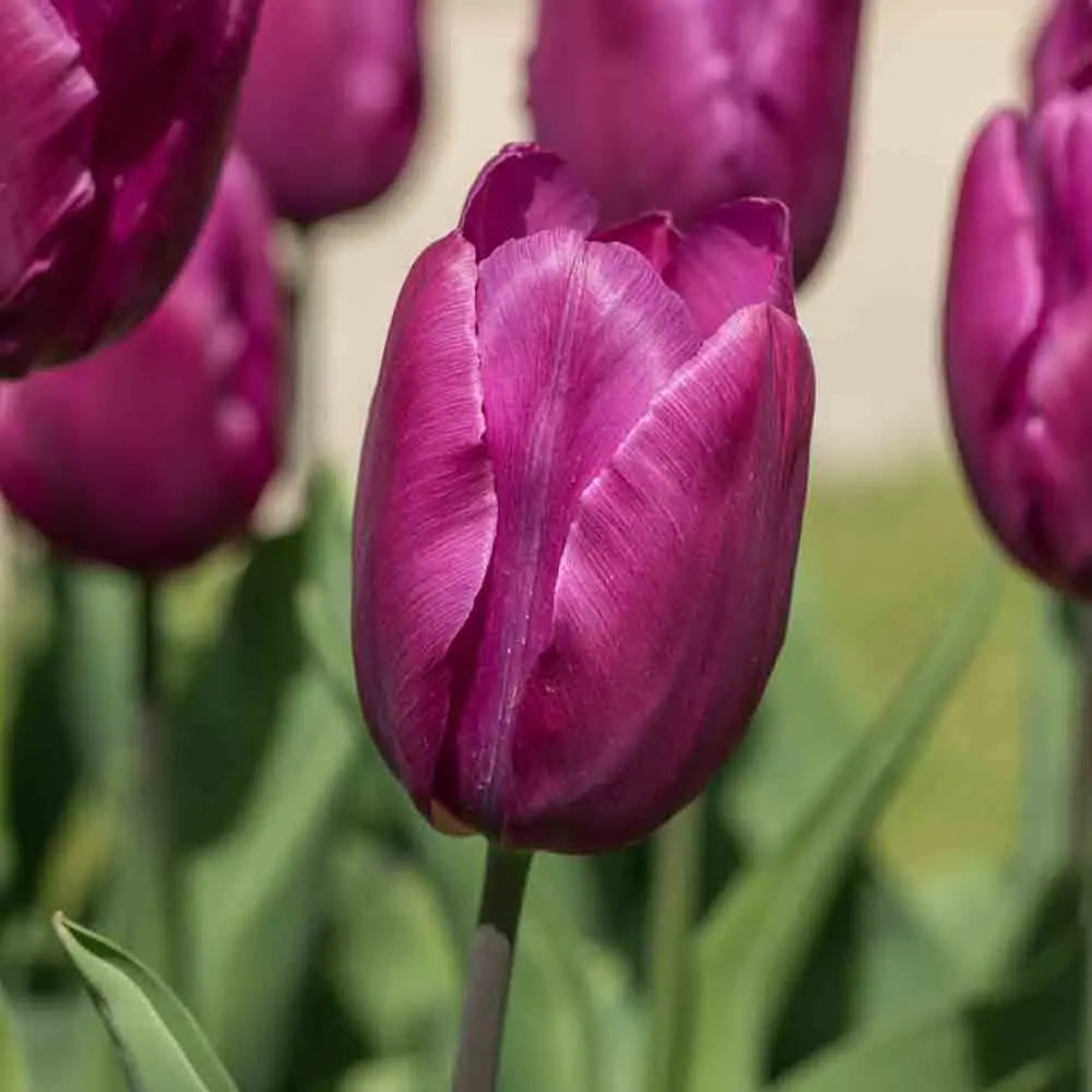 TULIPE SIMPLE HÂTIVE PURPLE BIO 