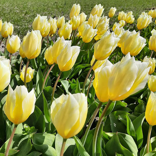 TULIPE SWEETHEART AB 